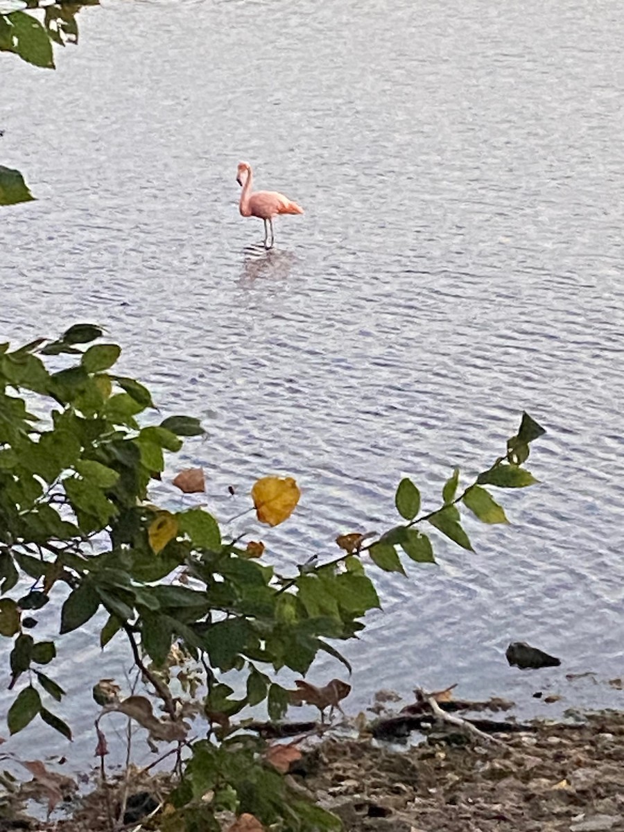 Flamant des Caraïbes - ML609342835