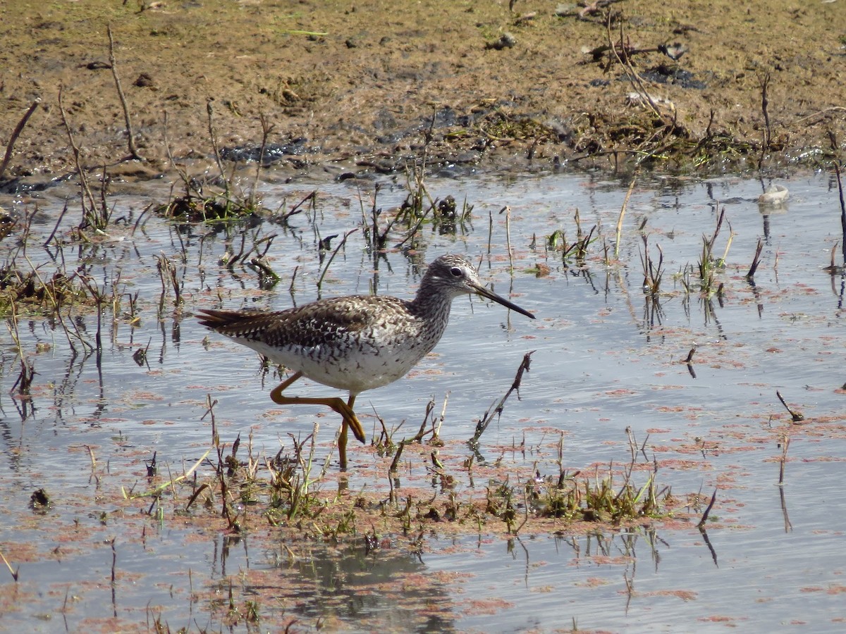 Lesser Yellowlegs - ML609342854