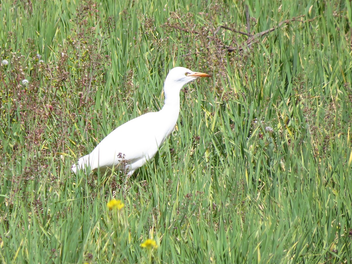 Western Cattle Egret - Gary Prescott