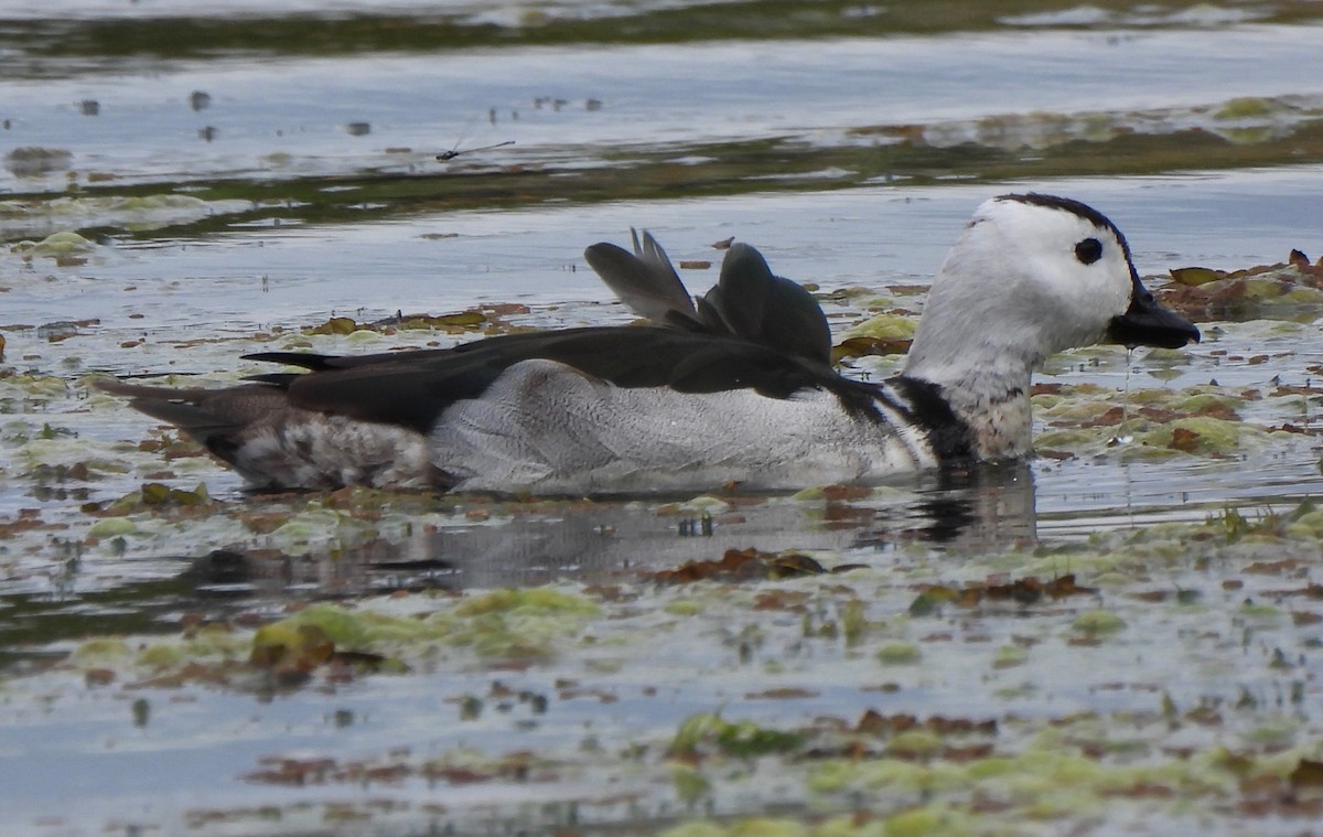 Cotton Pygmy-Goose - ML609342948