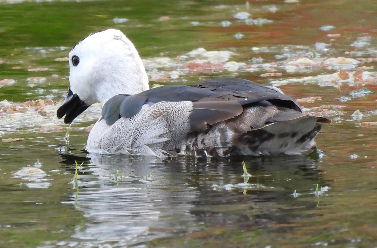 Cotton Pygmy-Goose - ML609342951