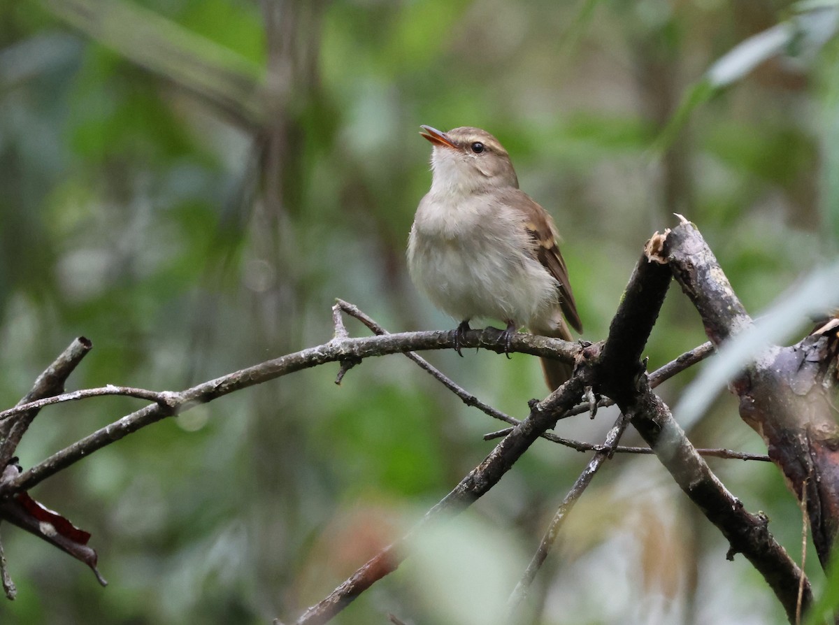 Fuscous Flycatcher - Joan Baker