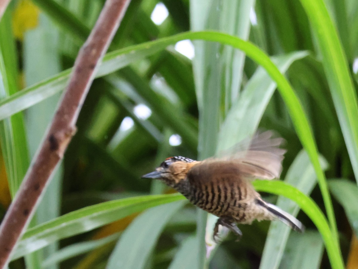 Ochre-collared Piculet - Joan Baker