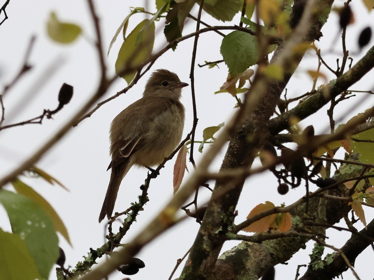 Yellow-bellied Elaenia - Joan Baker