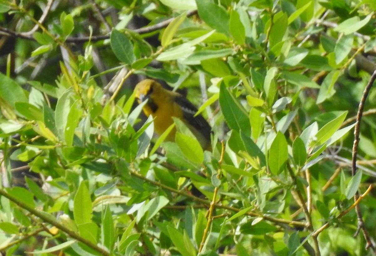 Bullock's Oriole - Shane Sater