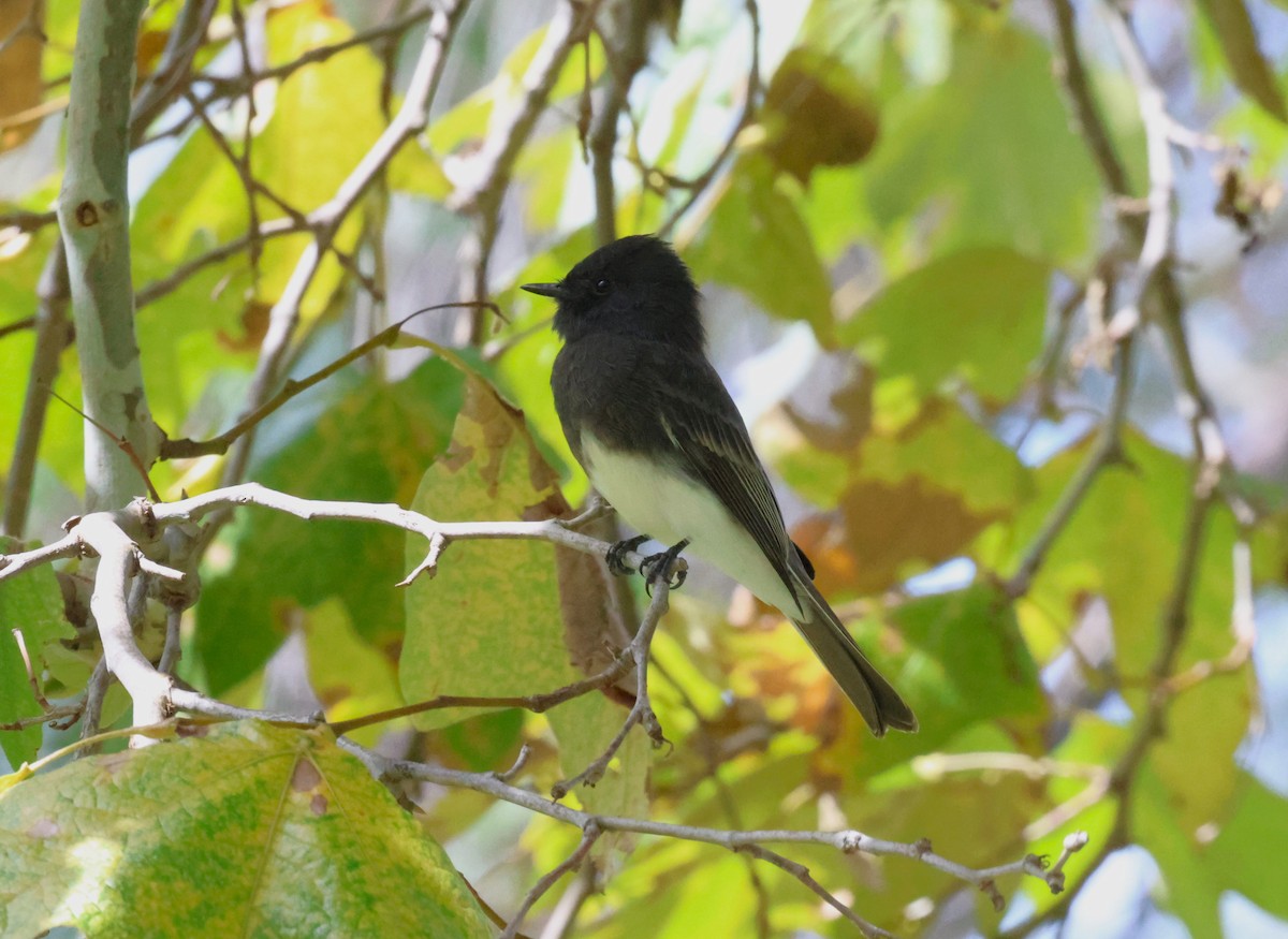 Black Phoebe - Angela Kenny