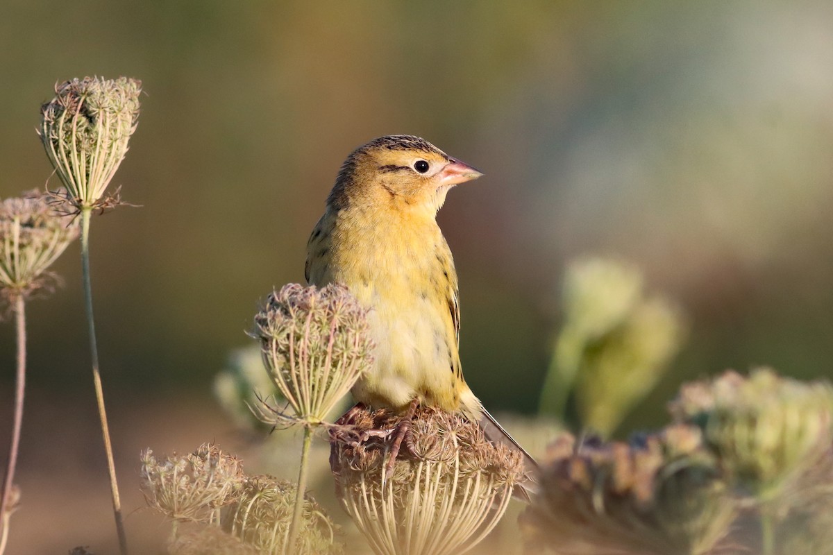 Bobolink - ML609343165