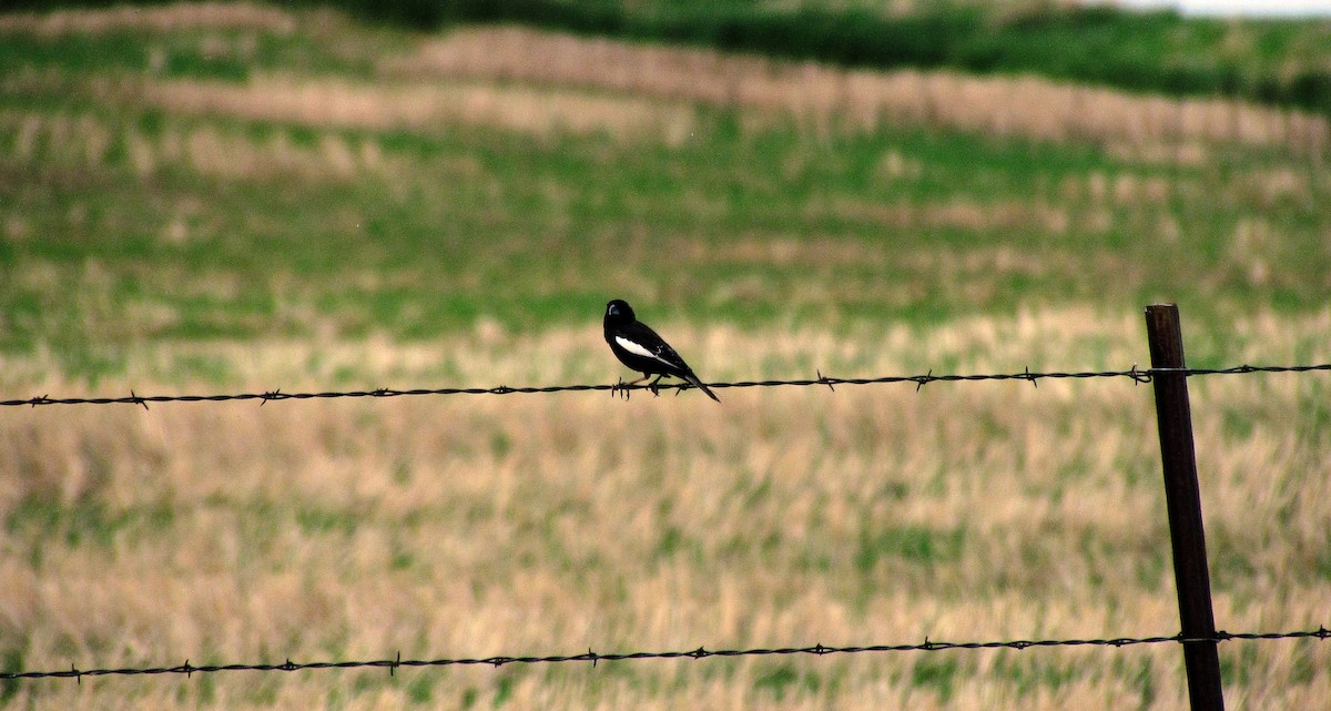 Lark Bunting - Steve Butterworth