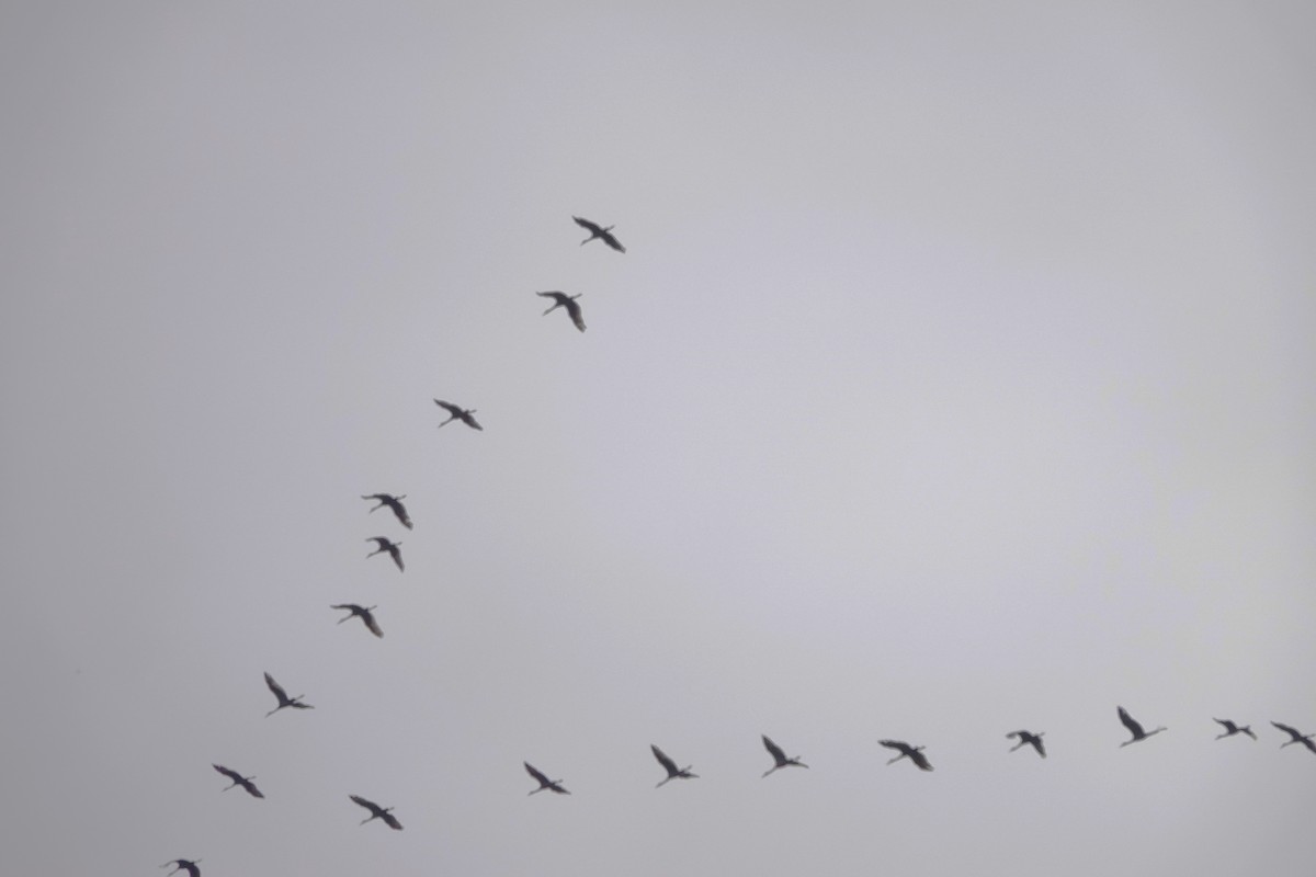 Sandhill Crane - franci Holtslander