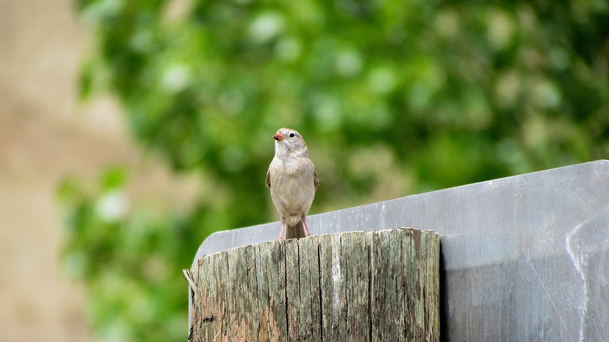 Field Sparrow - ML609343187