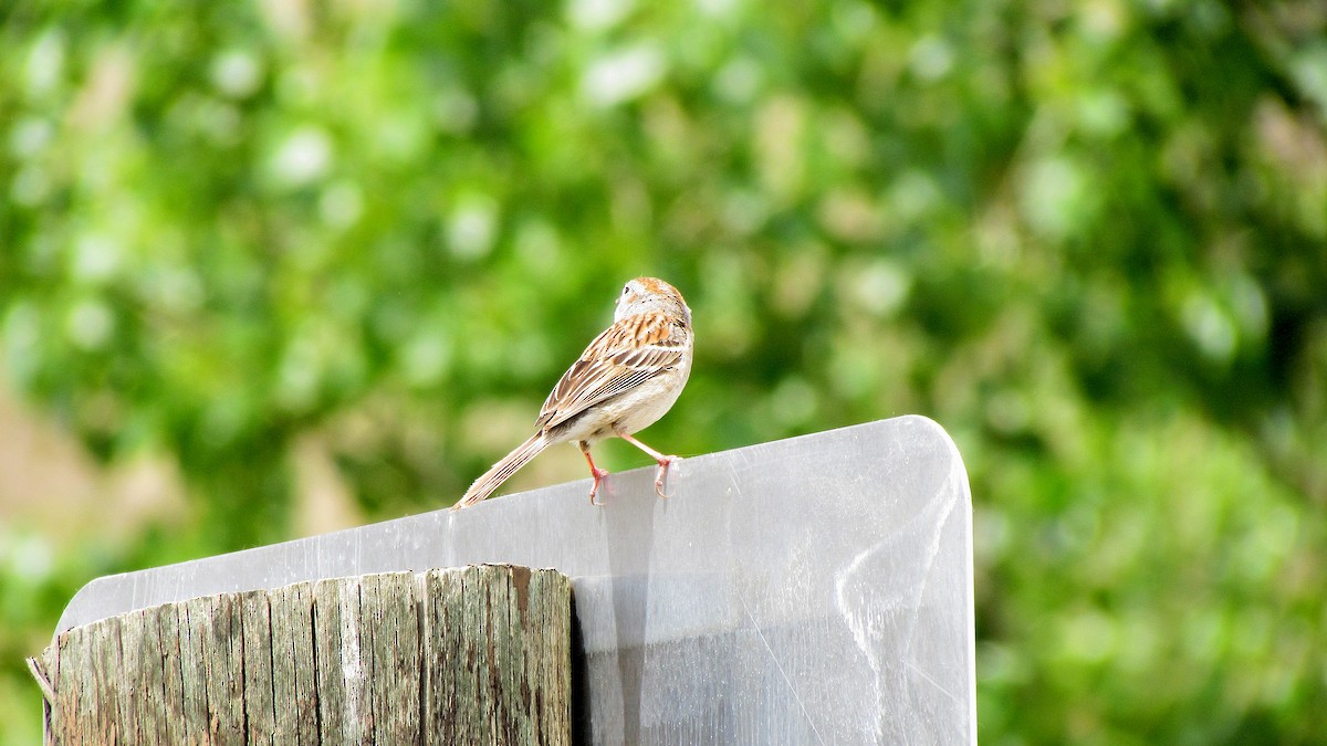 Field Sparrow - ML609343188