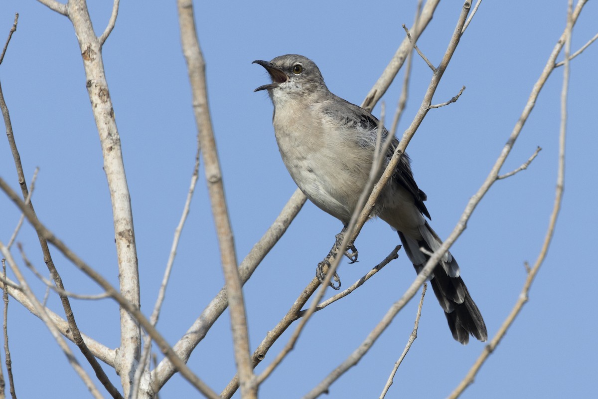 Northern Mockingbird - ML609343208