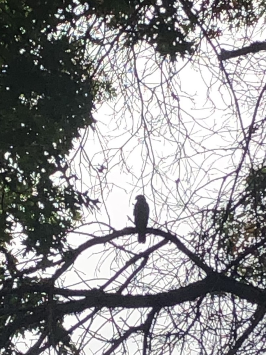 Яструб чорноголовий - ML609343213