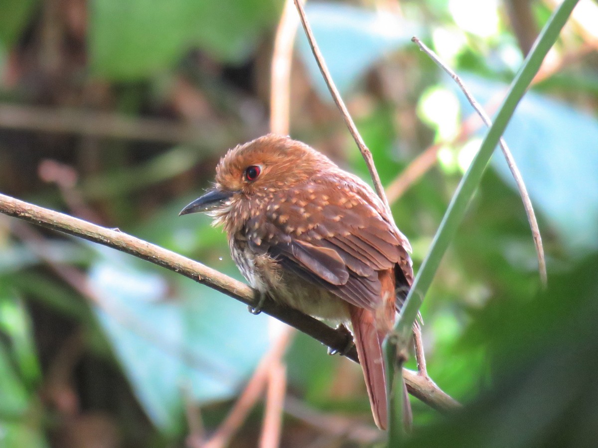 White-whiskered Puffbird - Joyce Brady