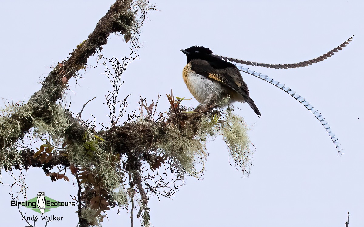 King-of-Saxony Bird-of-Paradise - Andy Walker - Birding Ecotours