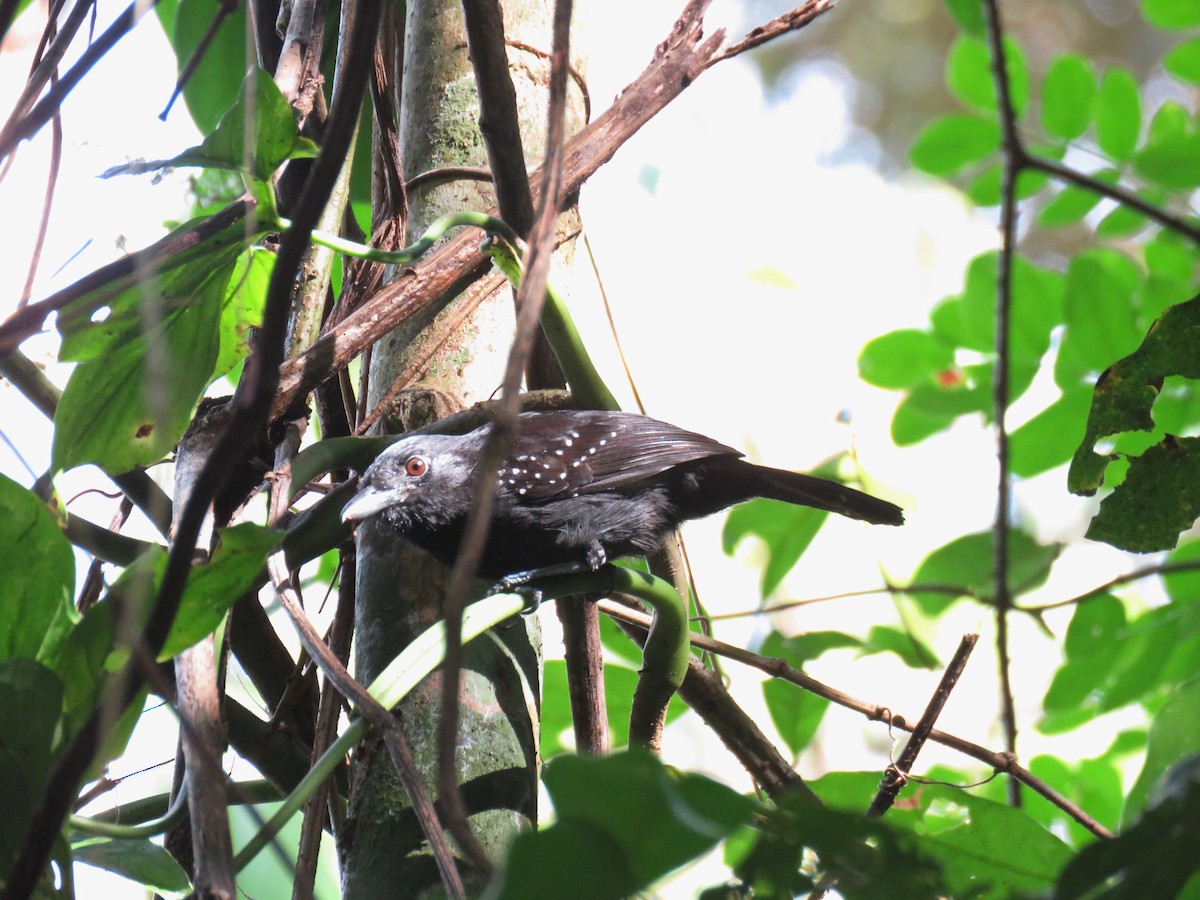 Black-hooded Antshrike - Joyce Brady