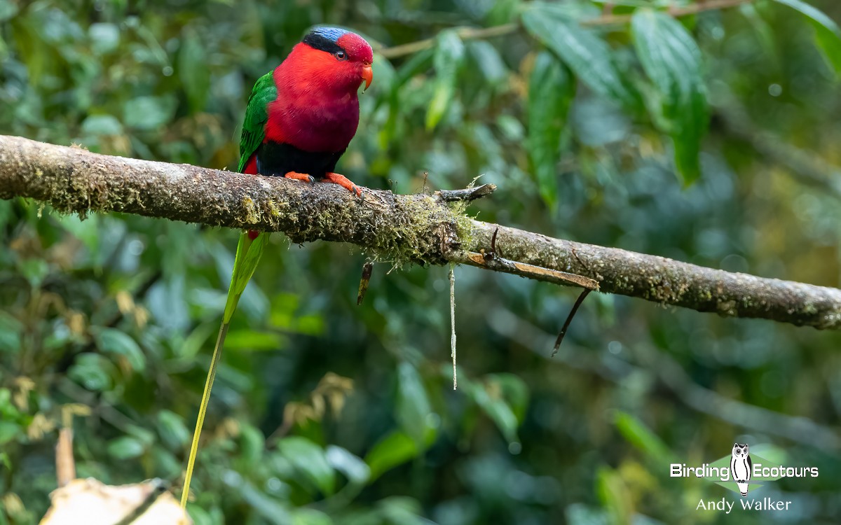 Stella's Lorikeet - ML609343387