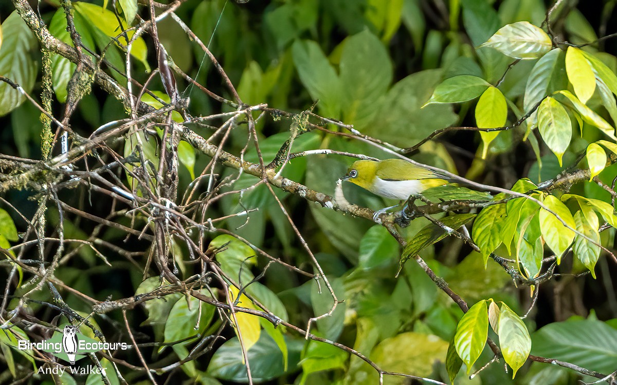 New Guinea White-eye - ML609343439