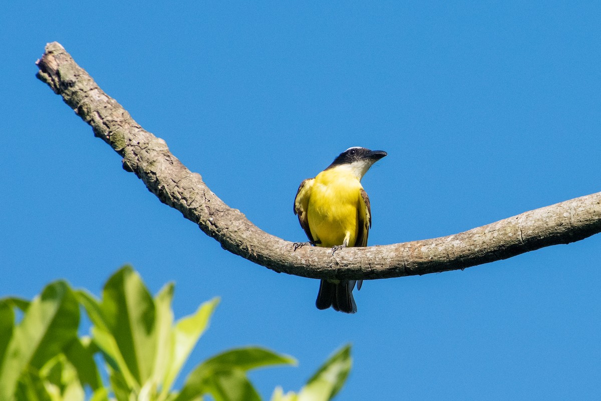 Boat-billed Flycatcher - Brent Reed