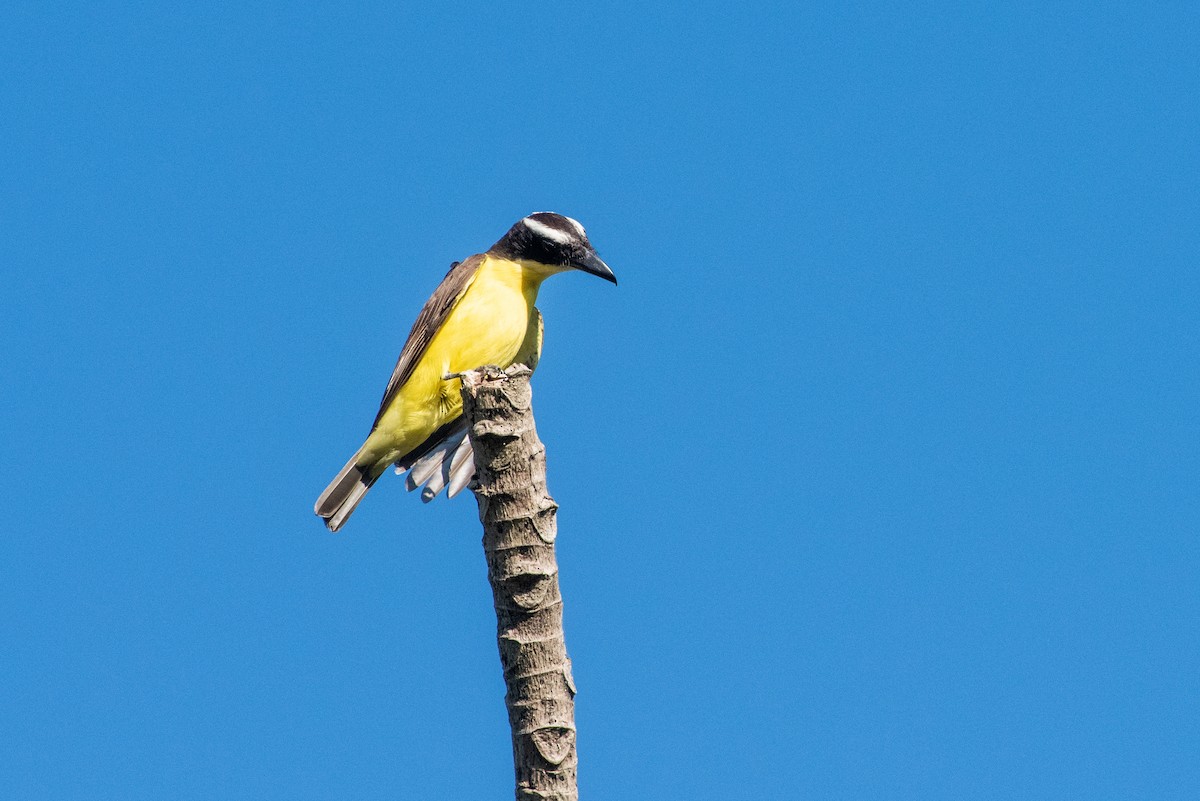 Boat-billed Flycatcher - Brent Reed