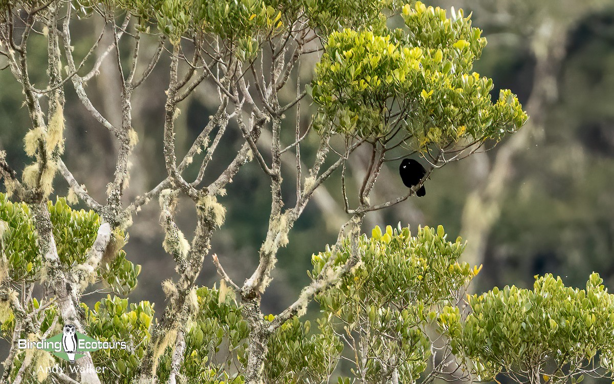 Loria's Satinbird - Andy Walker - Birding Ecotours