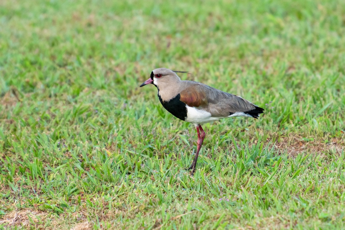 Southern Lapwing - ML609343579