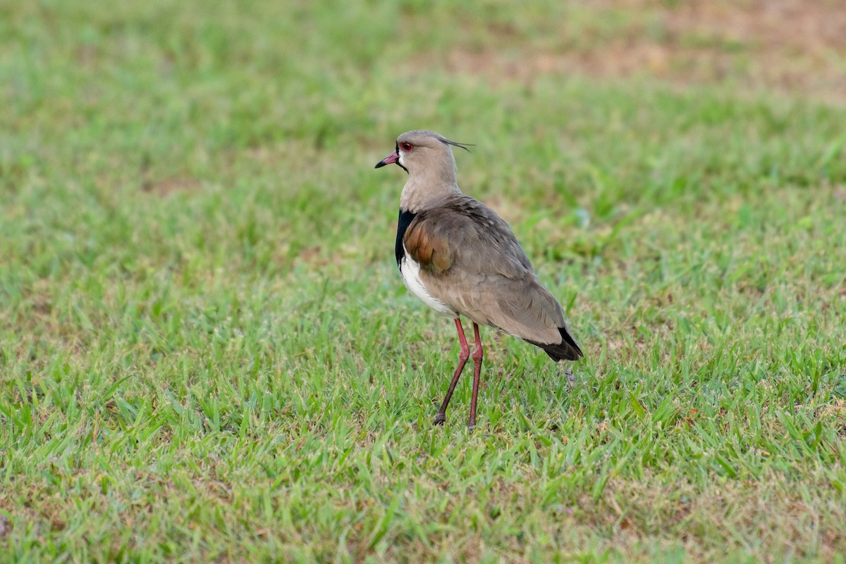 Southern Lapwing - Brent Reed