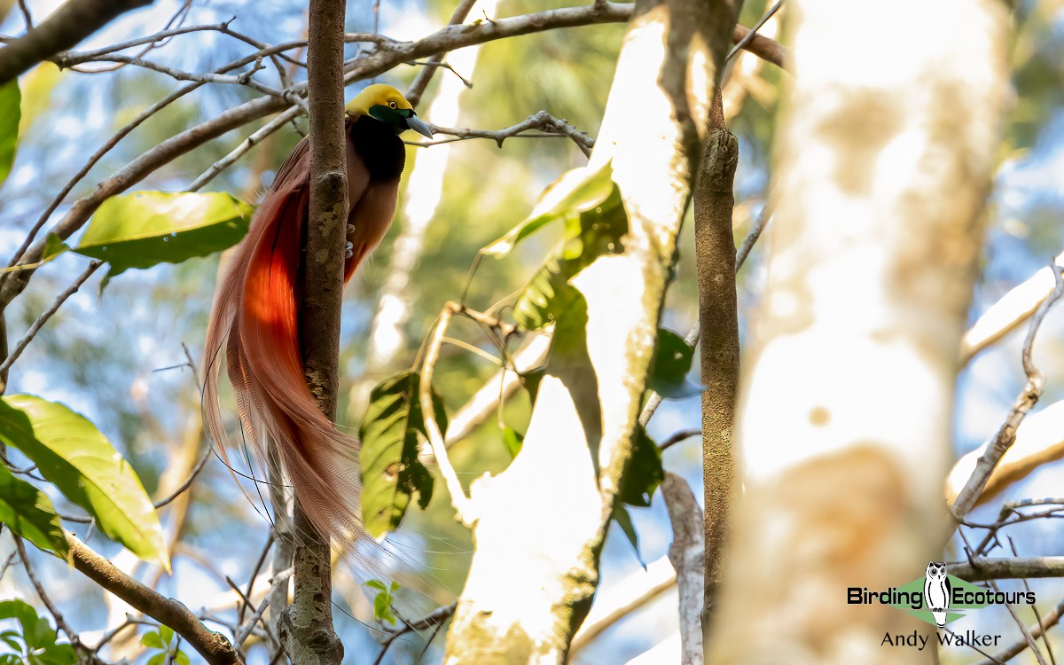 Raggiana Bird-of-Paradise - ML609343586