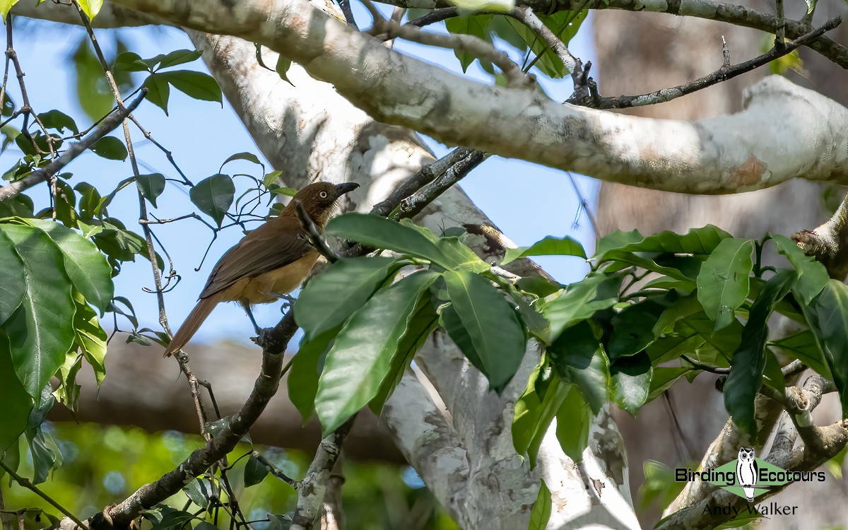 Rusty Pitohui - Andy Walker - Birding Ecotours