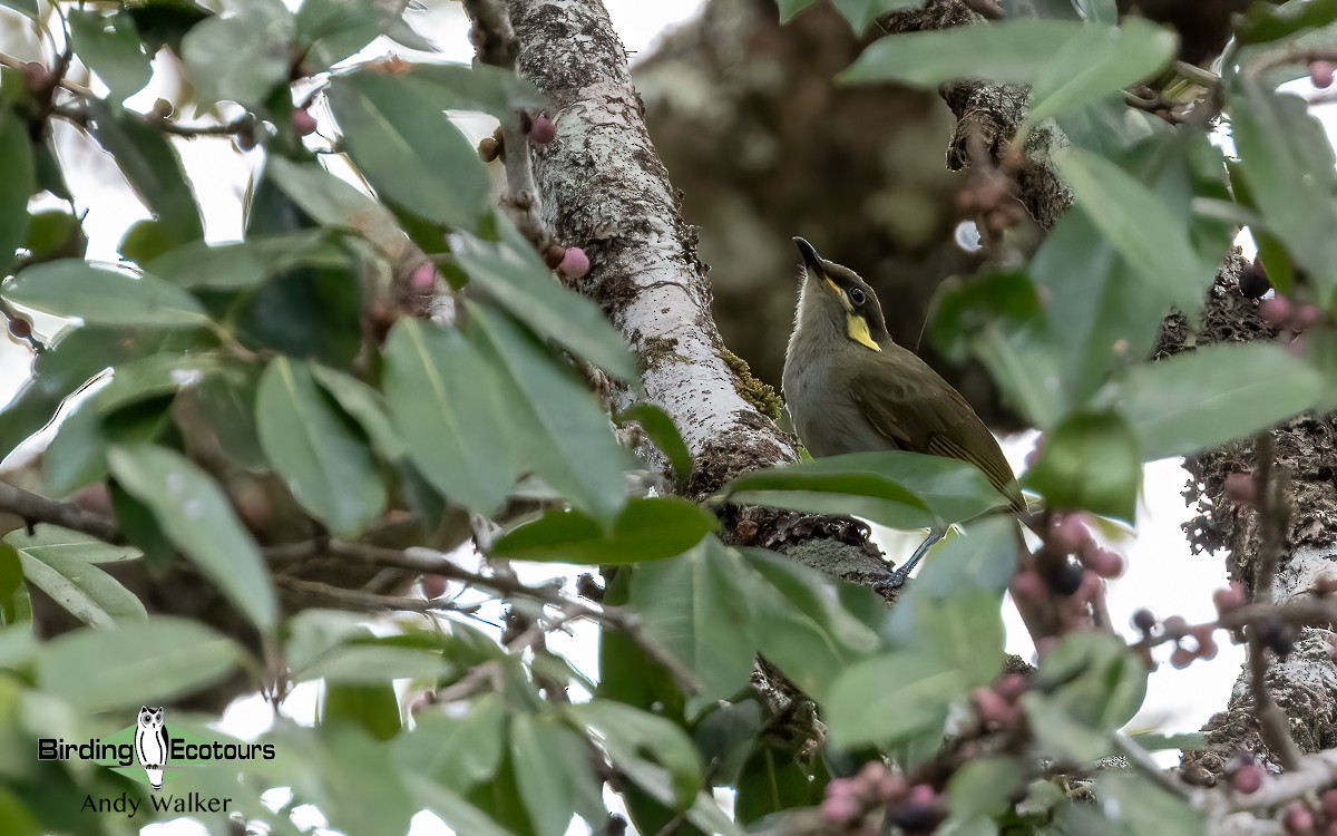 Elegant Honeyeater - ML609343625