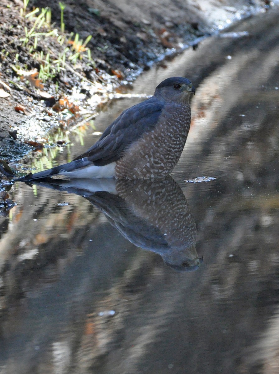 Cooper's Hawk - Marc Fenner