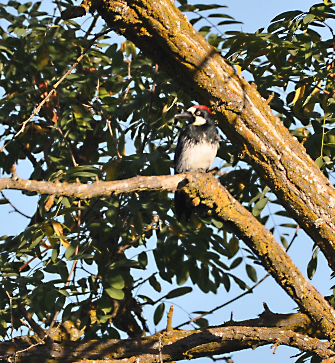 Acorn Woodpecker - ML609343640