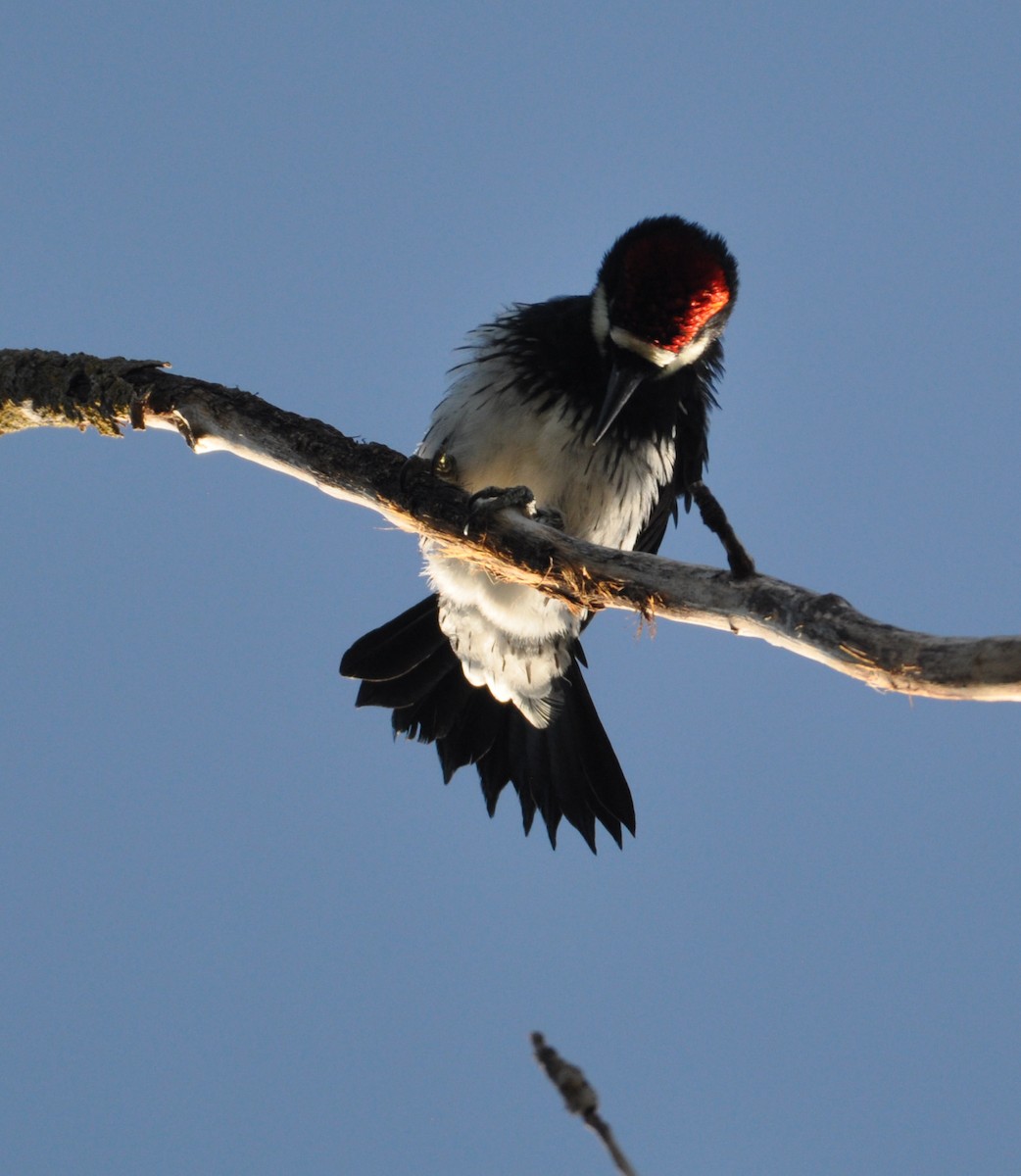 Acorn Woodpecker - Marc Fenner