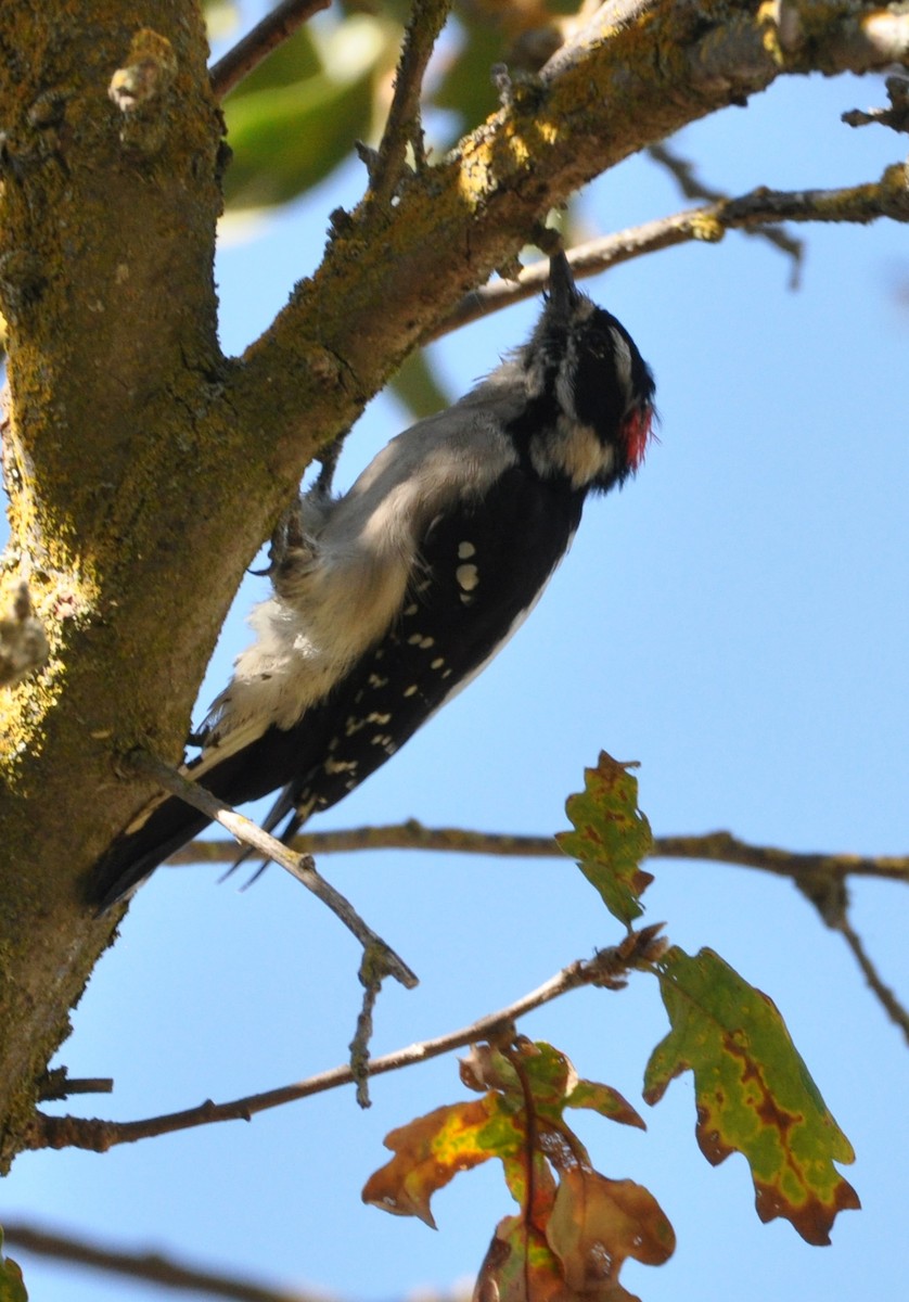 Downy Woodpecker - Marc Fenner