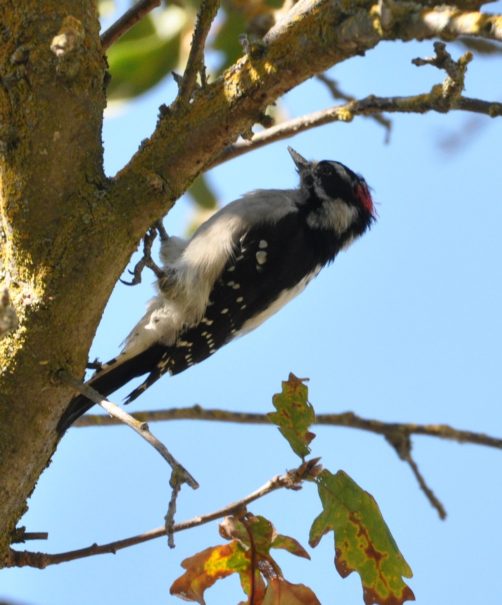 Downy Woodpecker - ML609343645