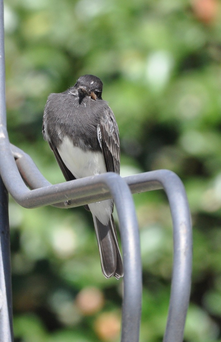 Black Phoebe - Marc Fenner