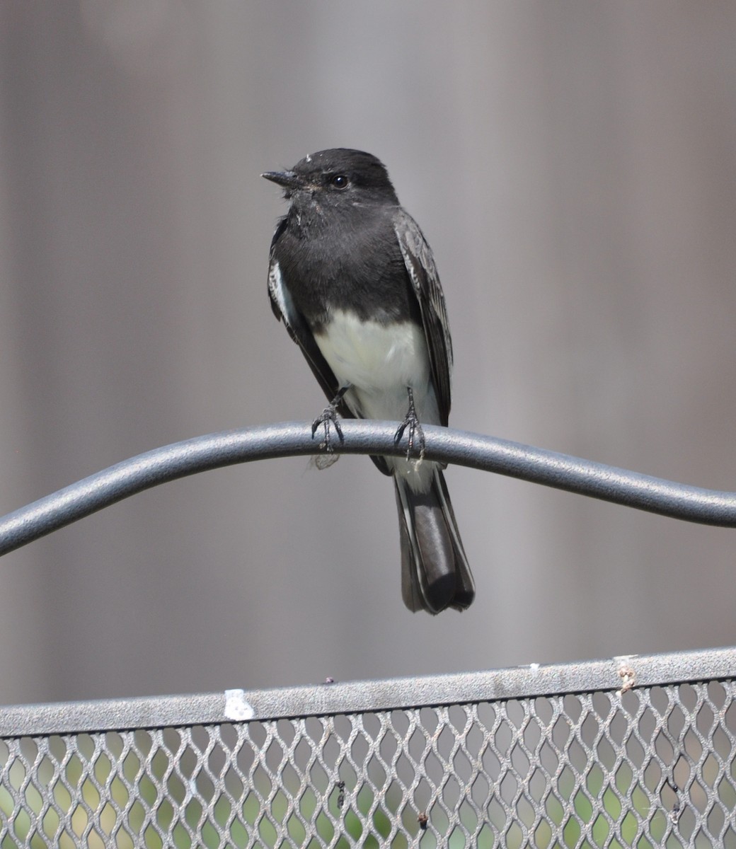 Black Phoebe - Marc Fenner