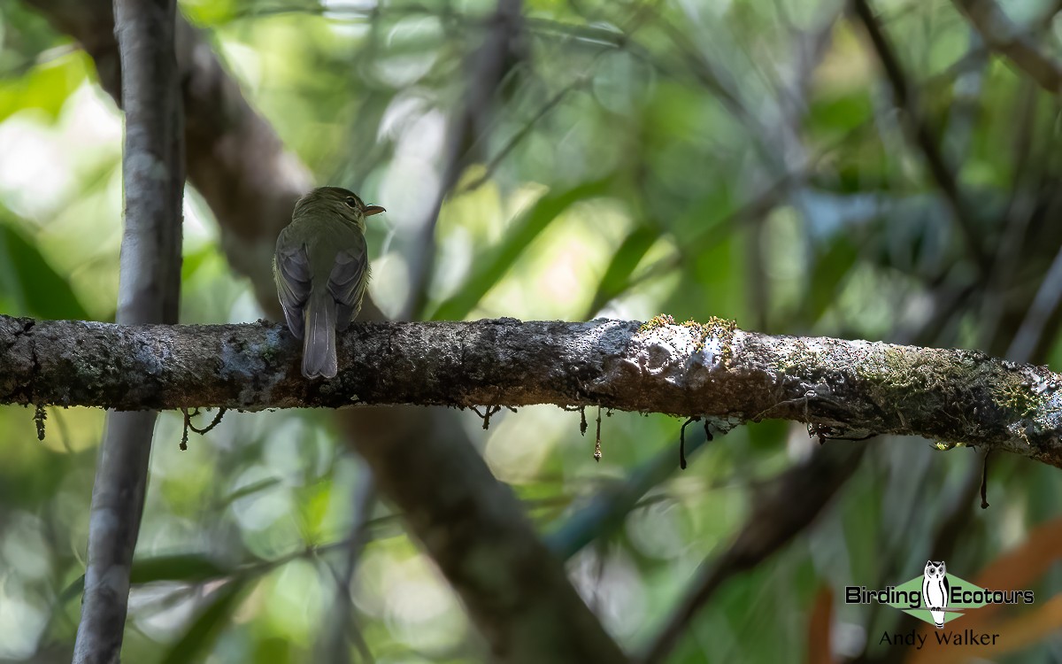 Olive Flyrobin - ML609343668