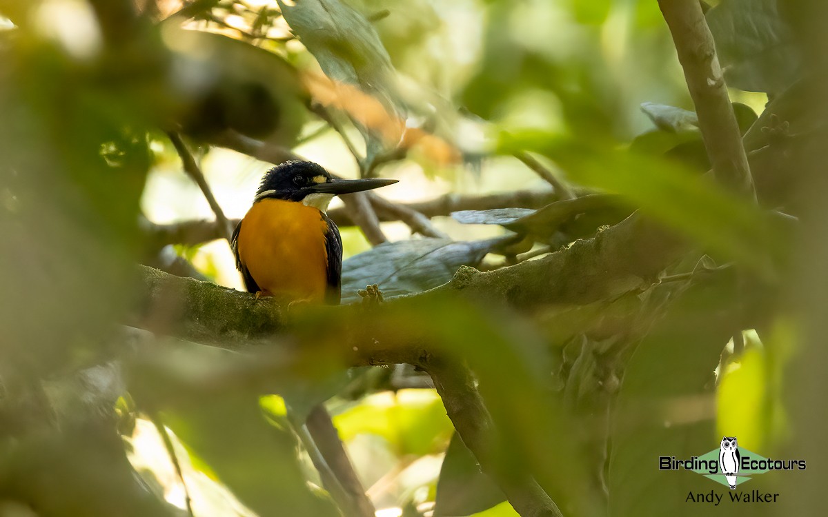 Papuan Dwarf-Kingfisher - Andy Walker - Birding Ecotours
