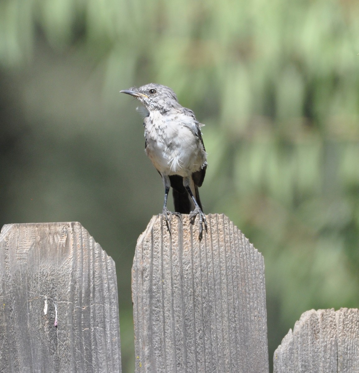 Northern Mockingbird - ML609343686