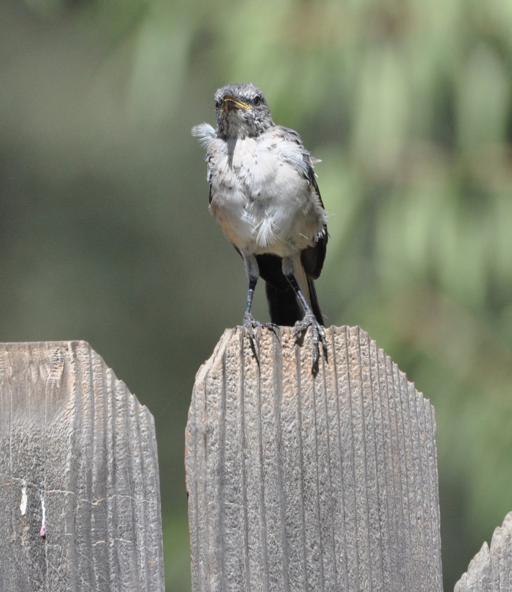 Northern Mockingbird - Marc Fenner