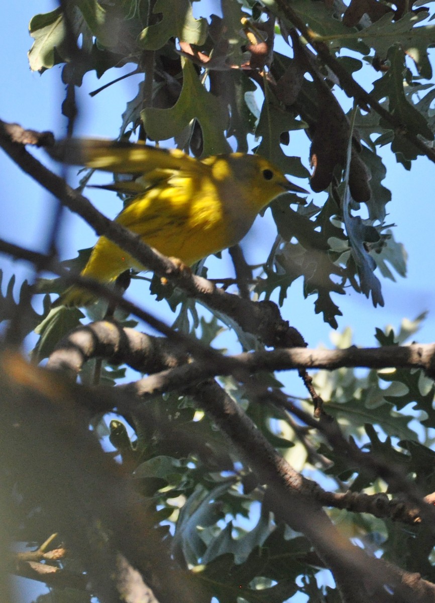 Yellow Warbler - Marc Fenner