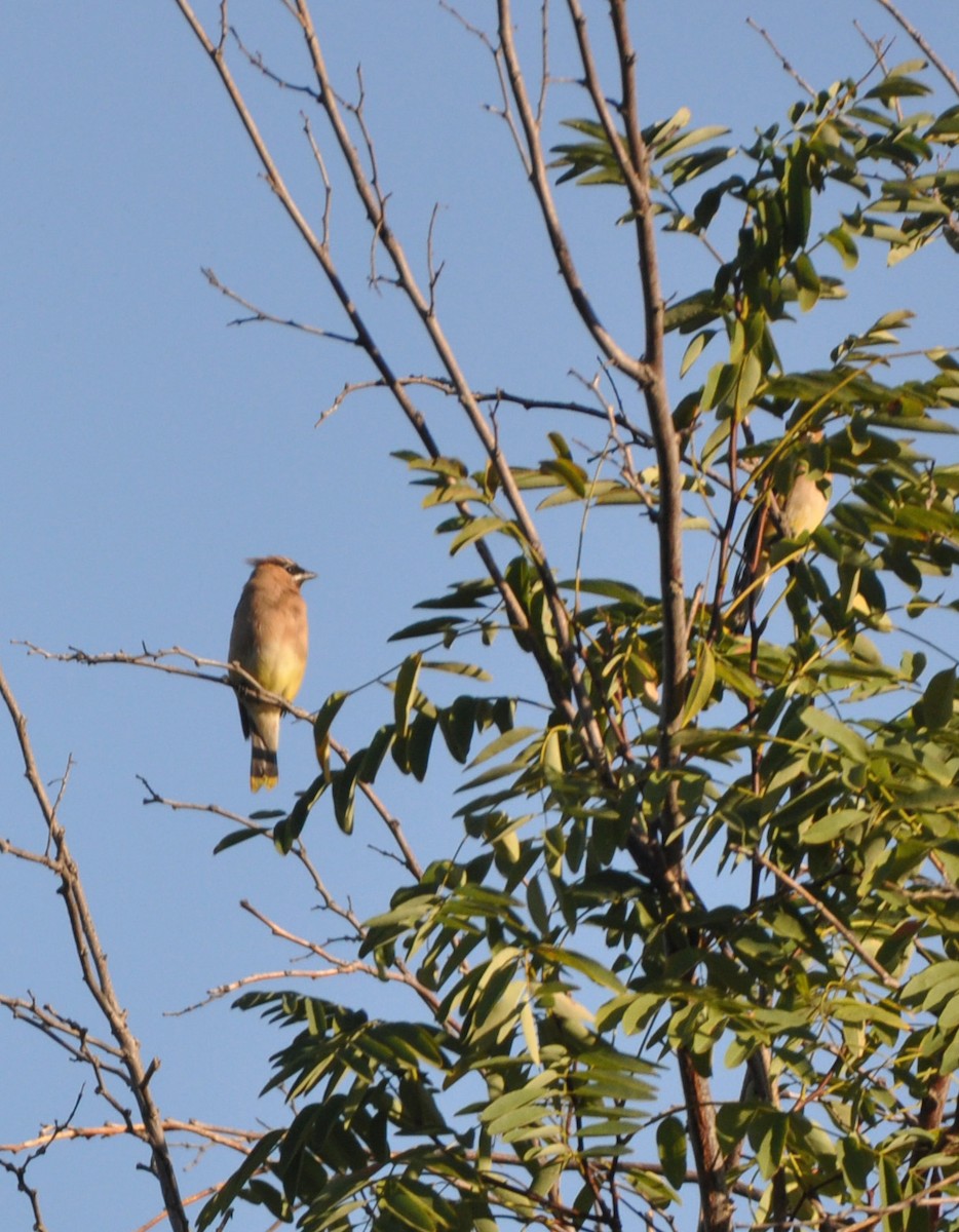 Cedar Waxwing - Marc Fenner