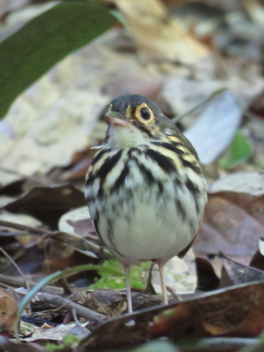 Streak-chested Antpitta - ML609343776