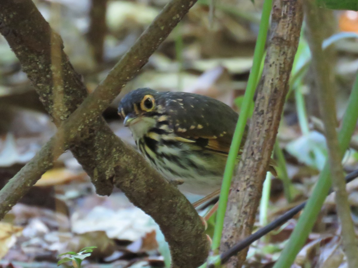 Streak-chested Antpitta - Joyce Brady