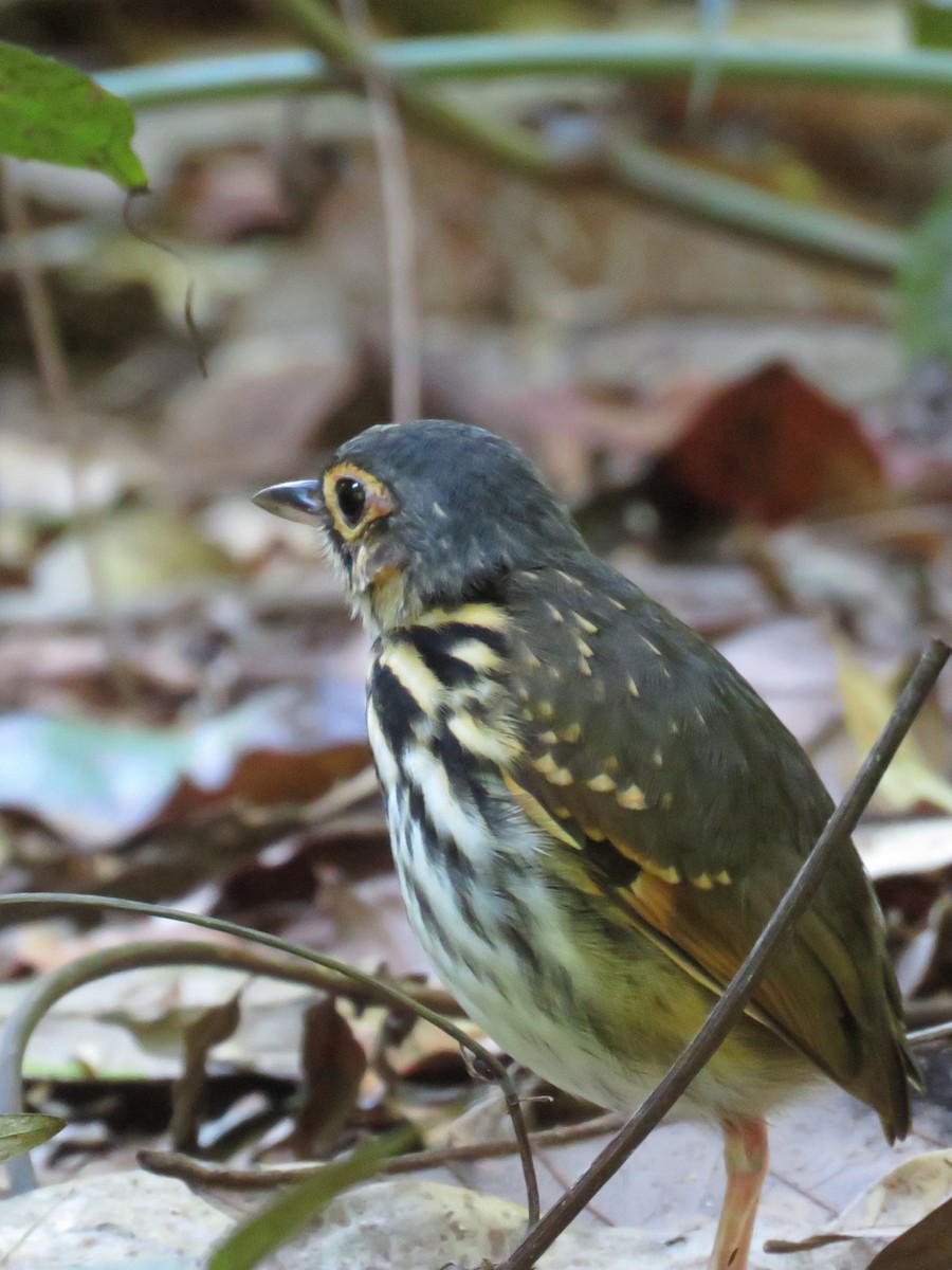 Streak-chested Antpitta - ML609343780