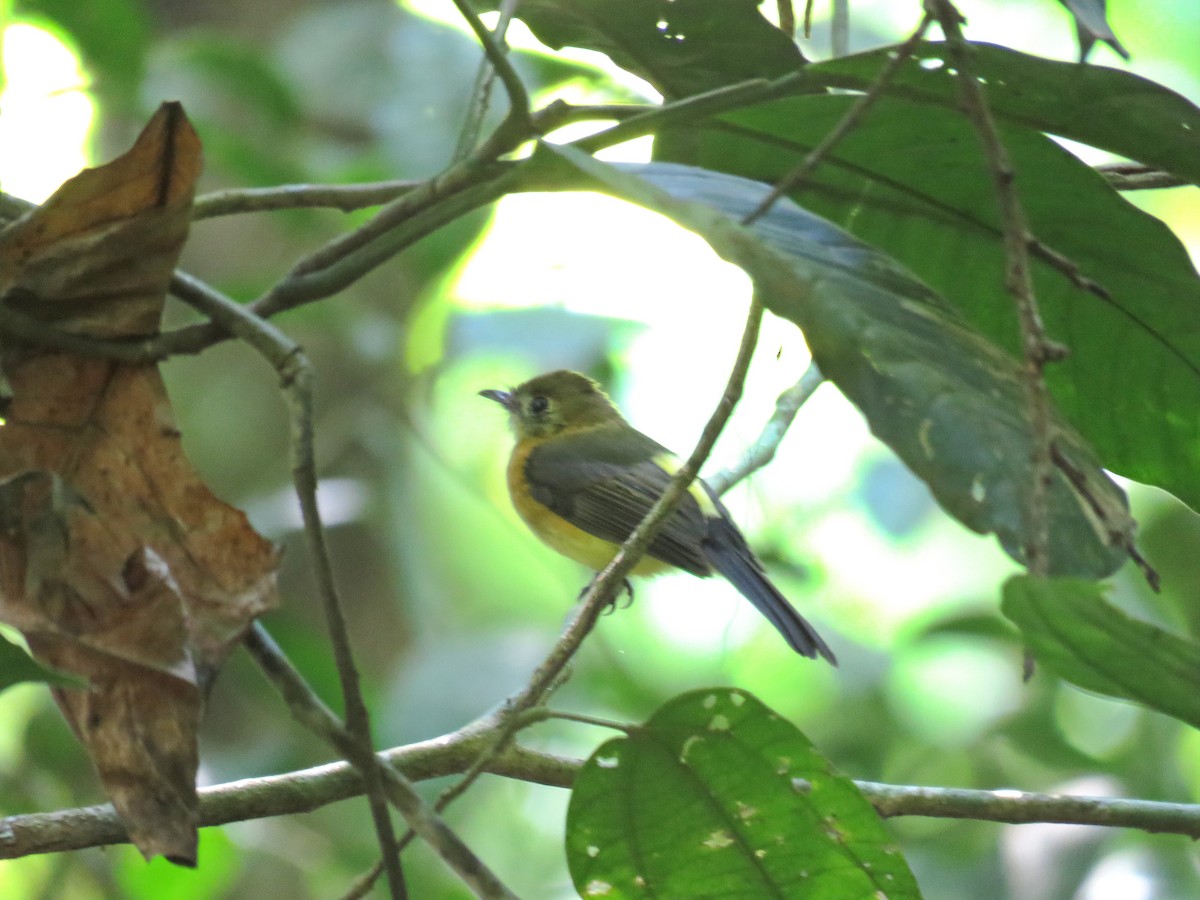 Sulphur-rumped Flycatcher - ML609343816