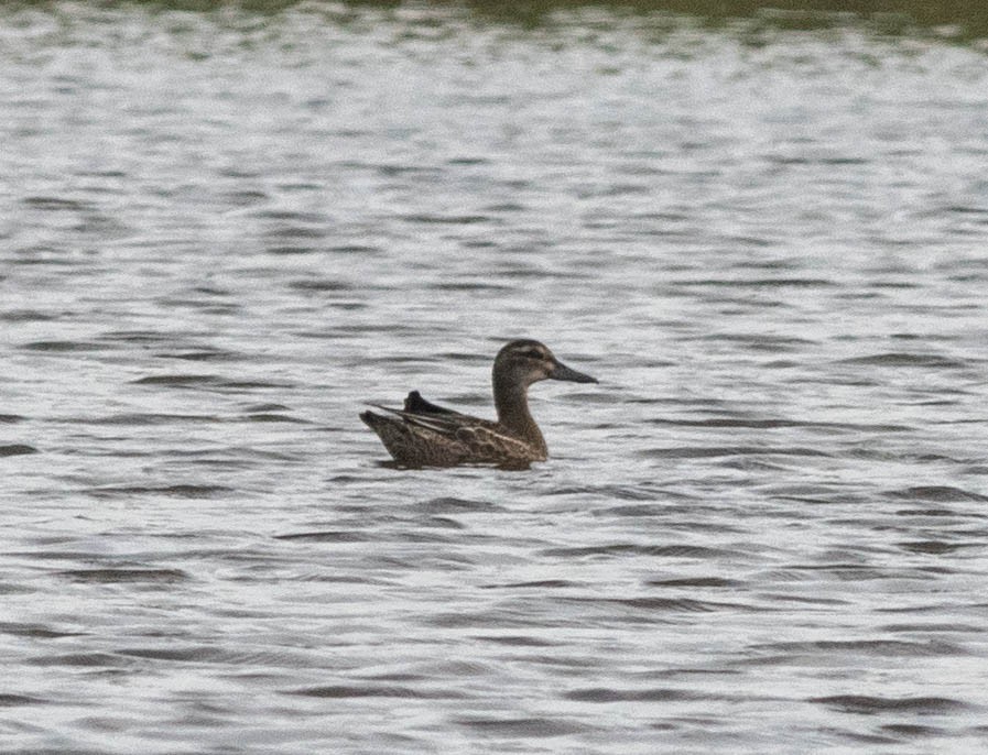 Garganey - ML609343964