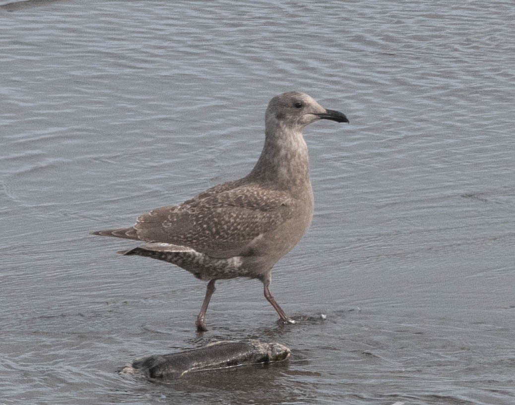 Glaucous-winged Gull - Clive Harris