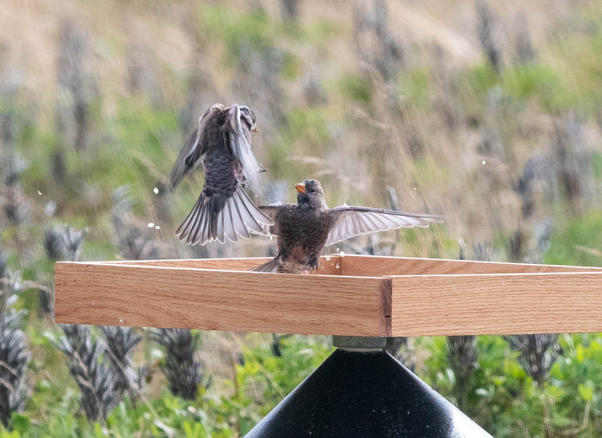 Gray-crowned Rosy-Finch (Aleutian and Kodiak Is.) - Clive Harris